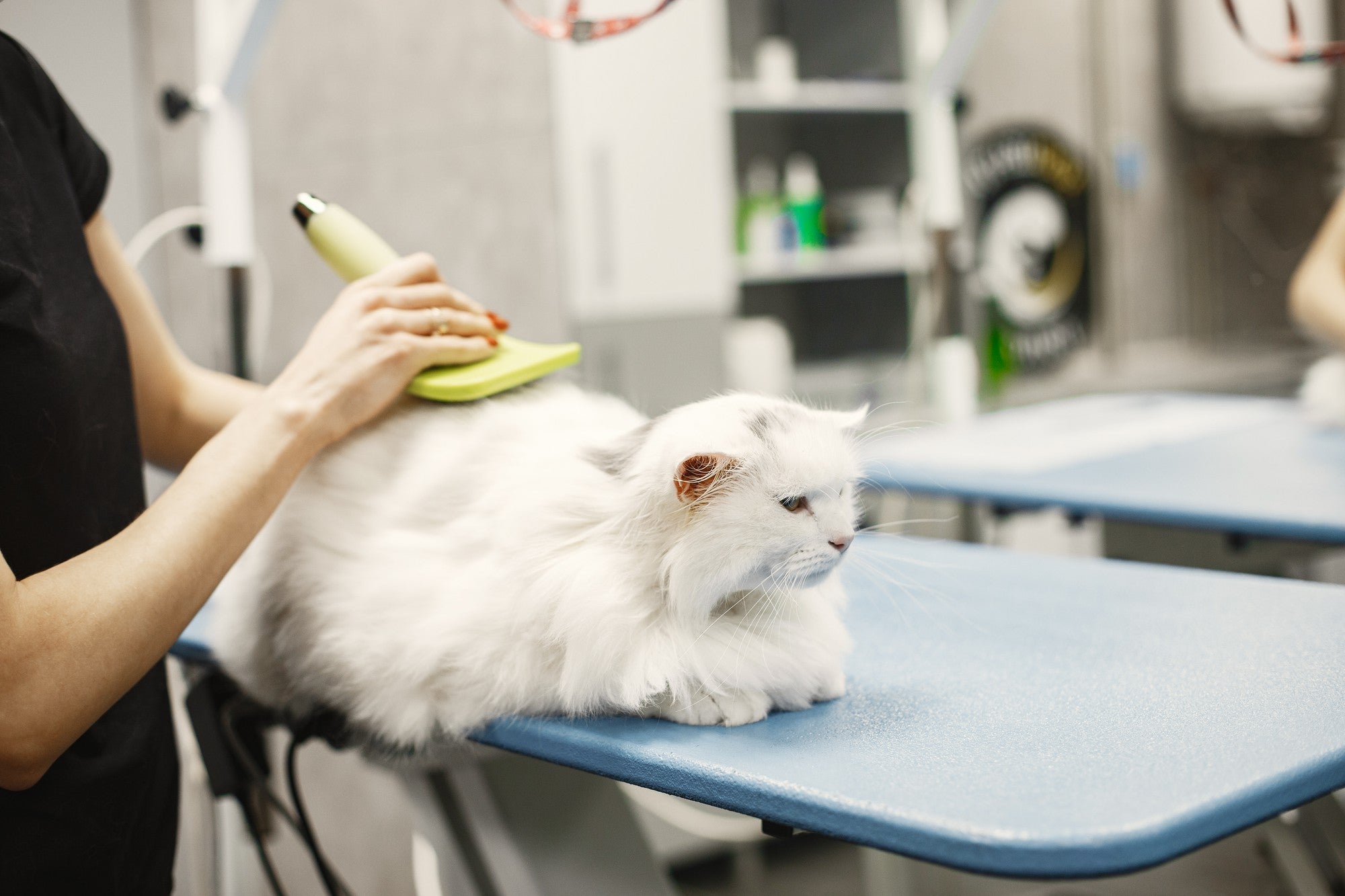 Grooming Made Easy: Keep Your Pet Looking & Feeling Their Best